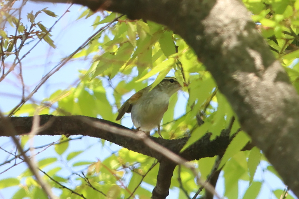 4月14日 大阪城公園 ４