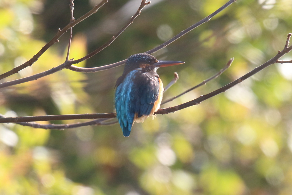 1月8日 明石公園 12