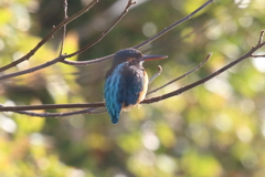 1月8日 明石公園 12 1月8日 明石公園 12