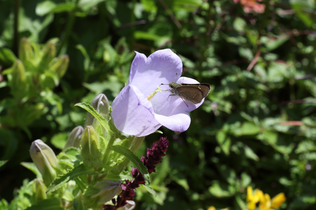 5月28日 布引ハーブ園 ２