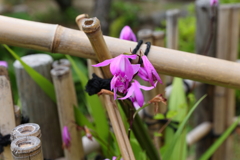 5月15日 相楽園 ７