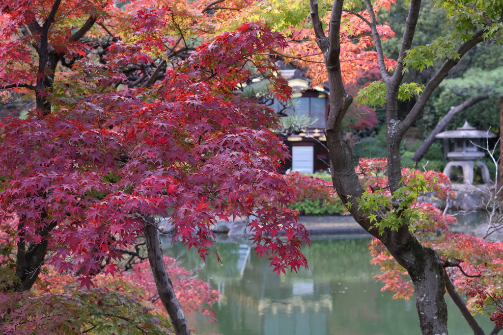 11月28日 相楽園 13