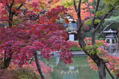 11月28日 相楽園 13
