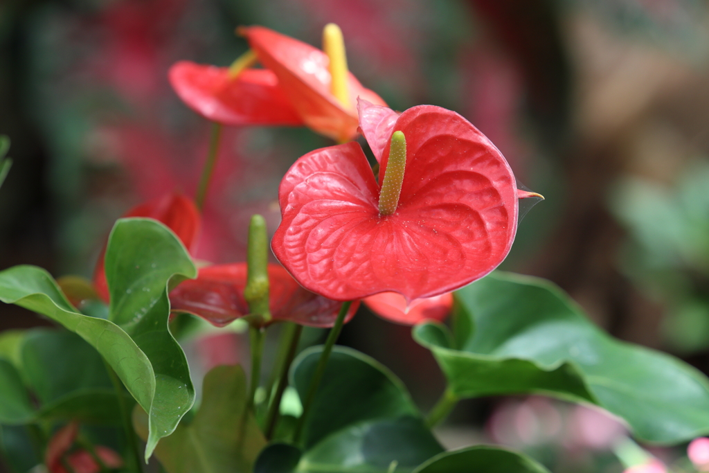 8月12日 布引ハーブ園 25