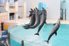 6月11日 須磨海浜水族園 18