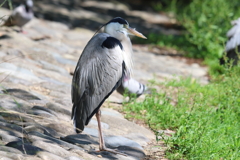 6月4日 明石公園 ７