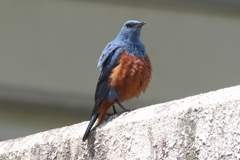 5月9日 明石公園 １