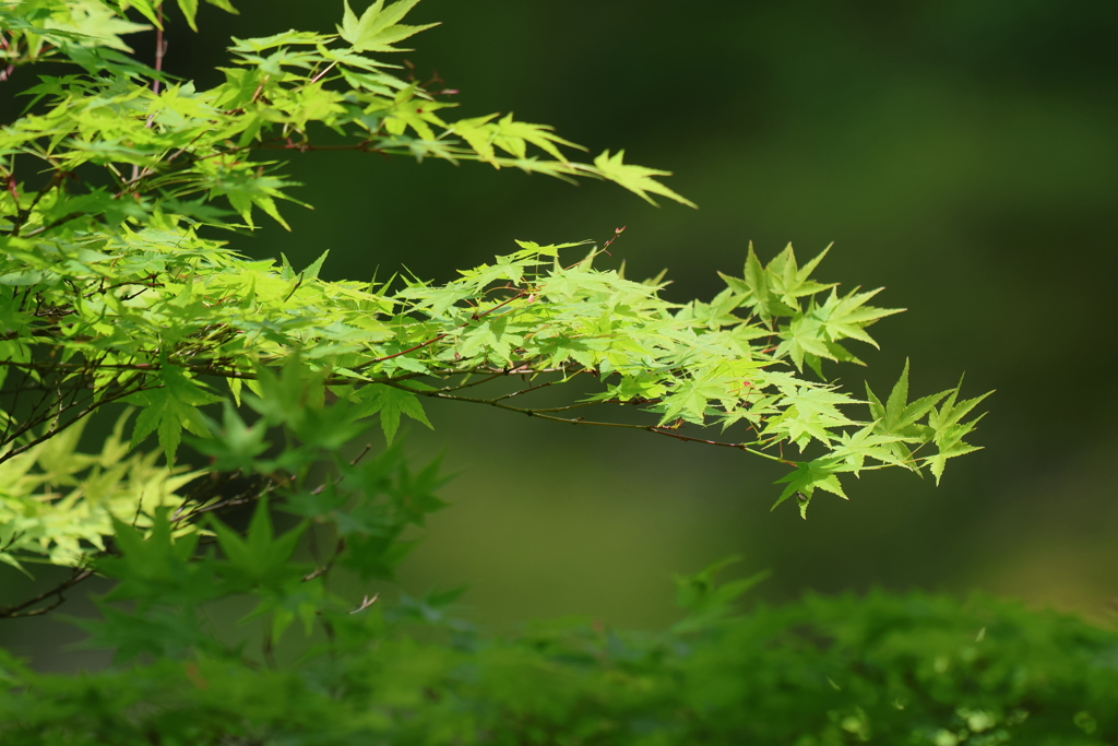 5月3日 神戸市立森林植物園 ６