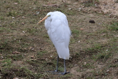 2月10日 夙川河川敷公園 13