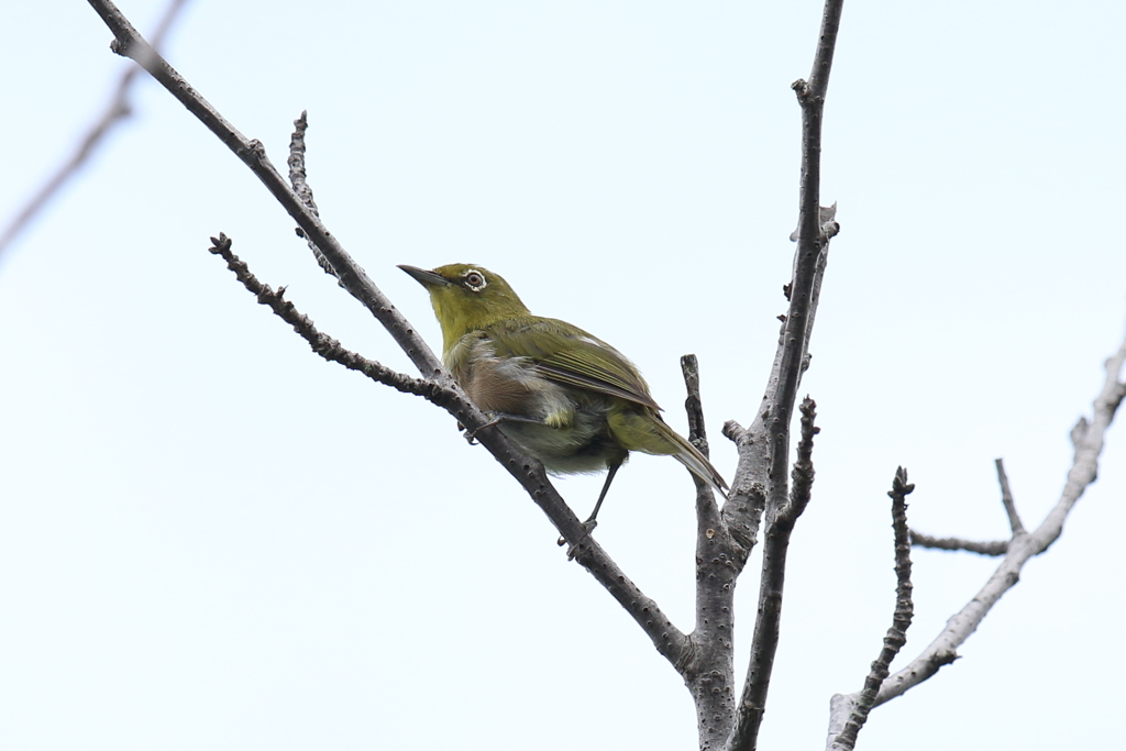 8月12日 明石公園 １