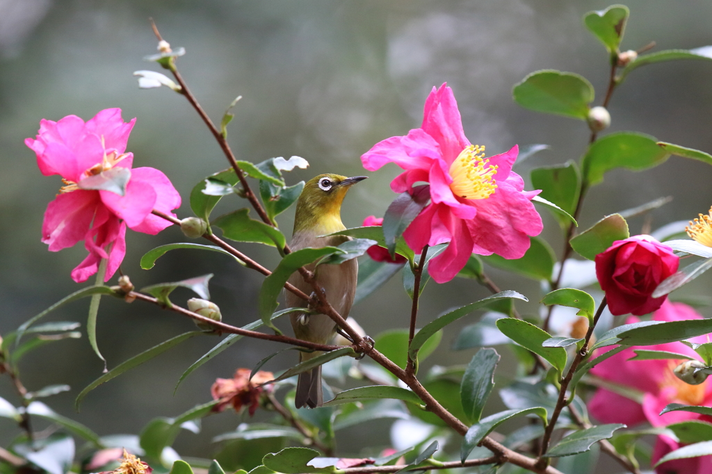 12月12日 明石公園 ８