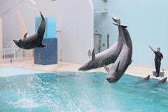 6月11日 須磨海浜水族園 20