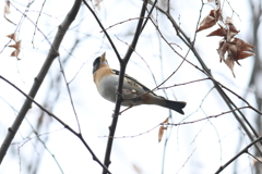 2月18日 大阪城公園 21