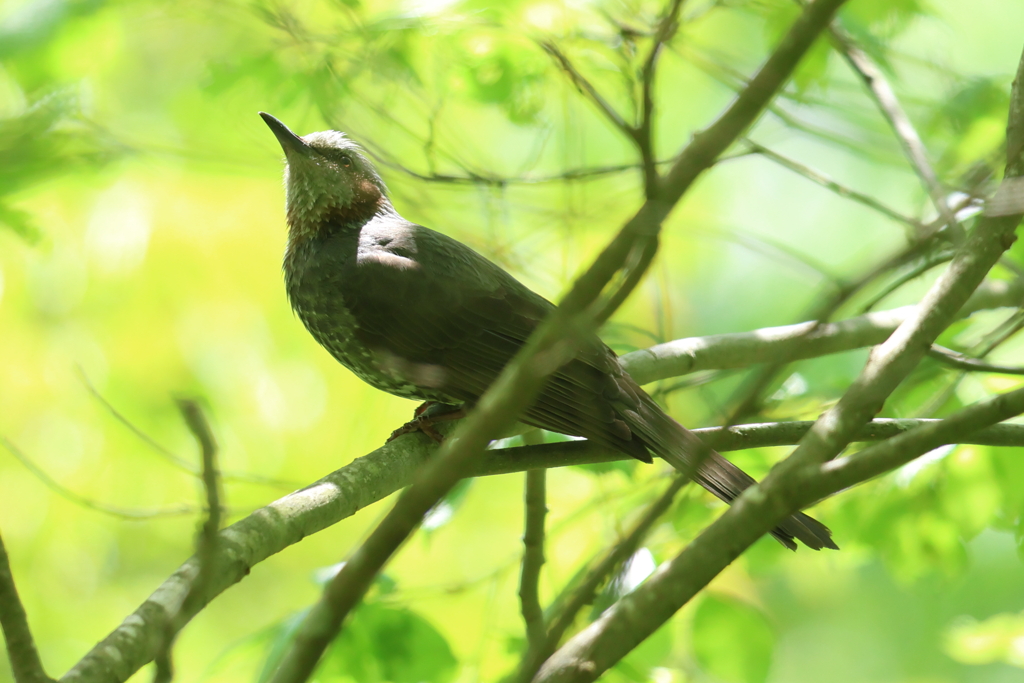 5月3日 神戸市立森林植物園 ８