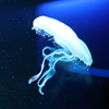 8月11日 京都水族館 11