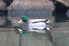 12月31日 明石公園 28