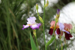5月5日 明石公園 ５
