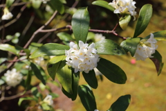3月20日 京都嵐山 22