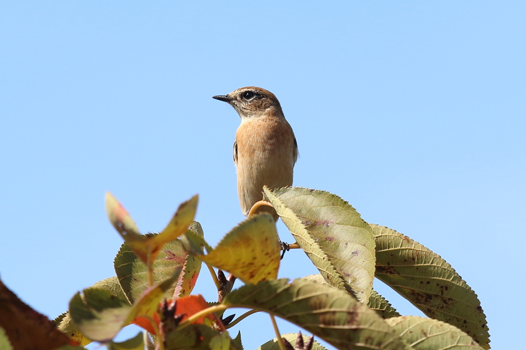 9月25日 明石公園 ９
