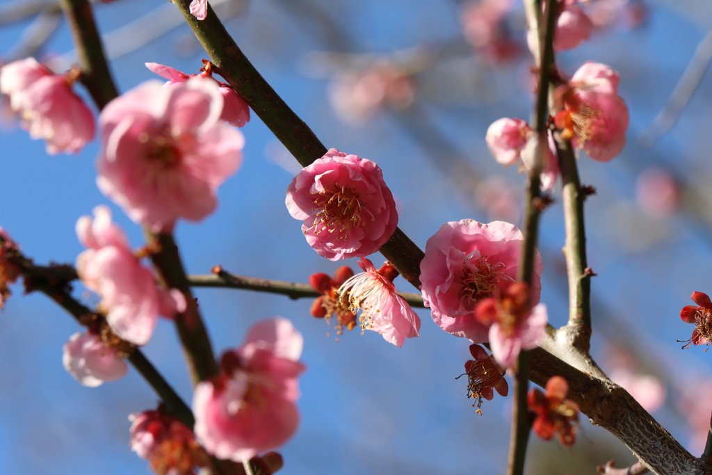 3月3日 明石公園 11