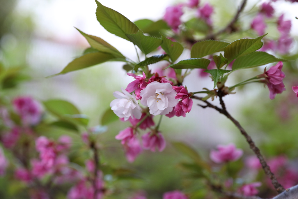 4月3日 岡本南公園 23