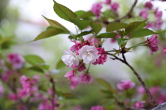 4月3日 岡本南公園 23