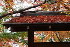 11月23日 京都 20