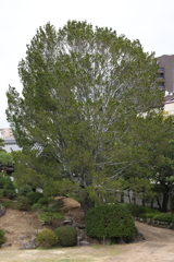 3月6日 相楽園 13