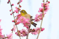 2月20日 須磨離宮公園 18