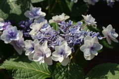 6月16日 明石公園 ２