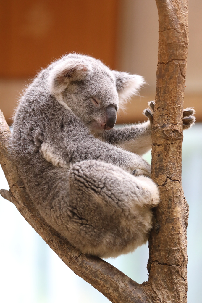 6月16日 王子動物園 ６