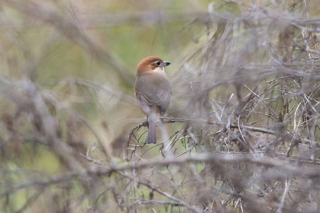 12月5日 明石公園 ７