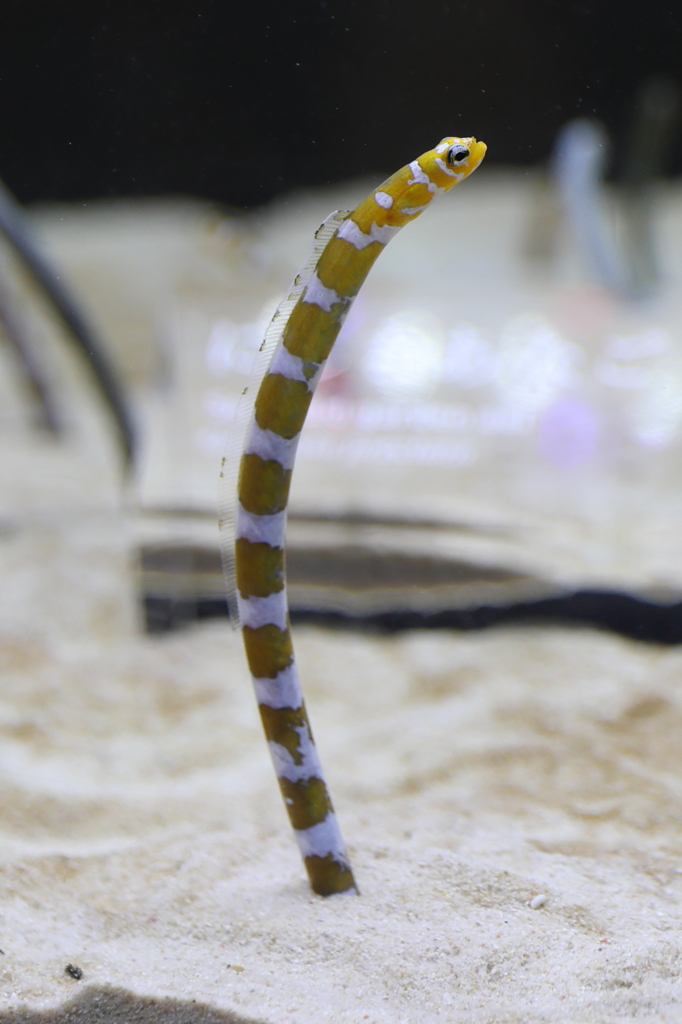 8月11日 京都水族館 18
