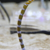 8月11日 京都水族館 18
