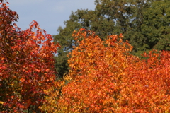 11月4日 明石公園 20