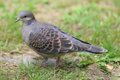 5月5日 明石公園 ８