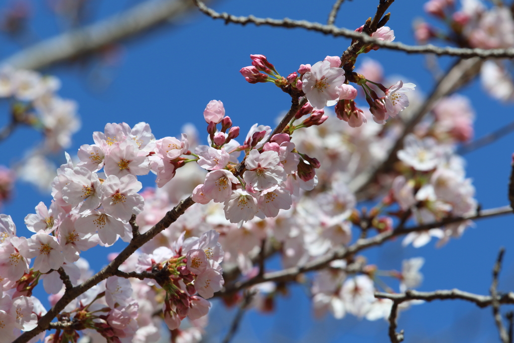 青空に桜