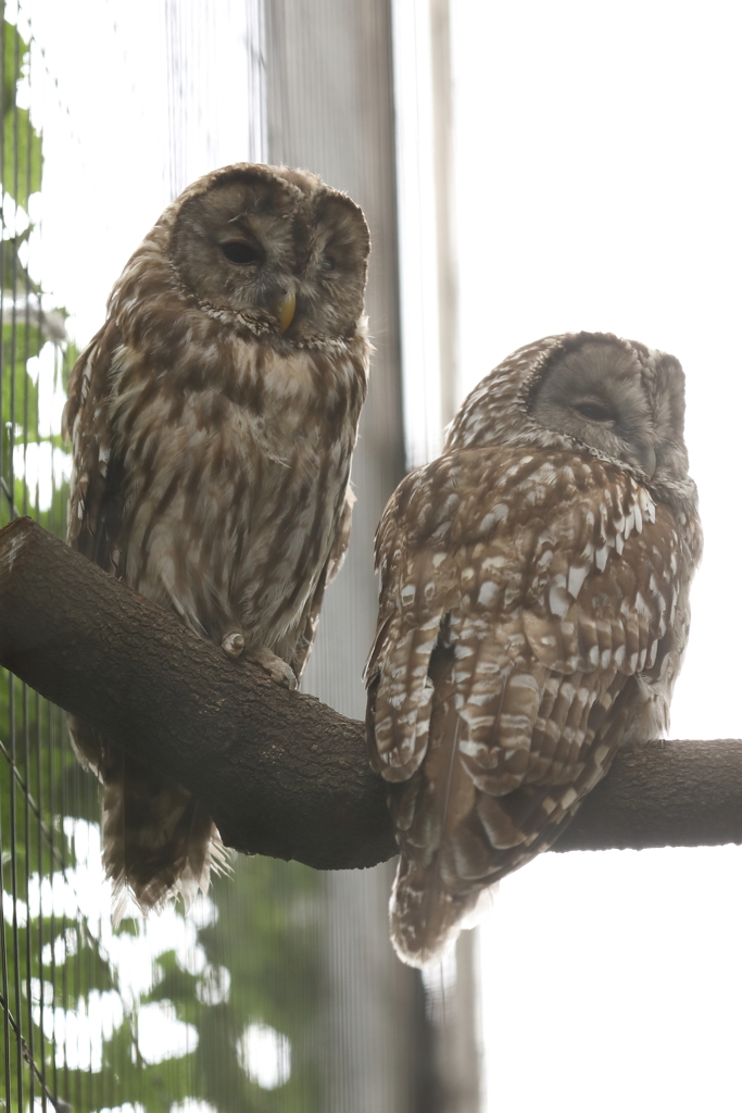 6月16日 王子動物園 19