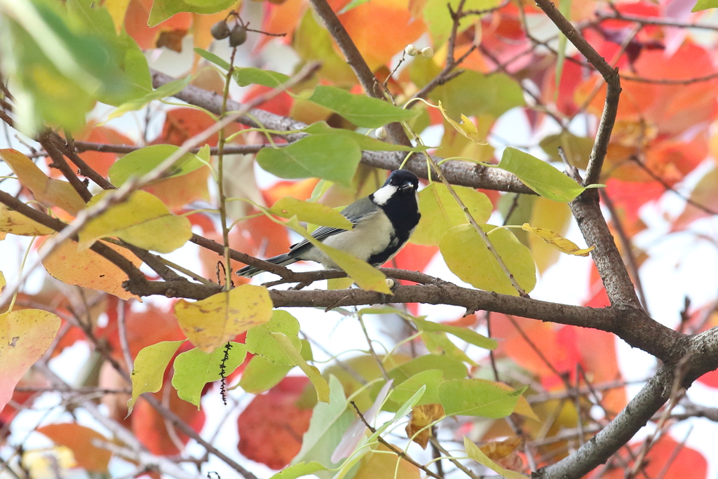 11月10日 夙川河川敷公園 ６