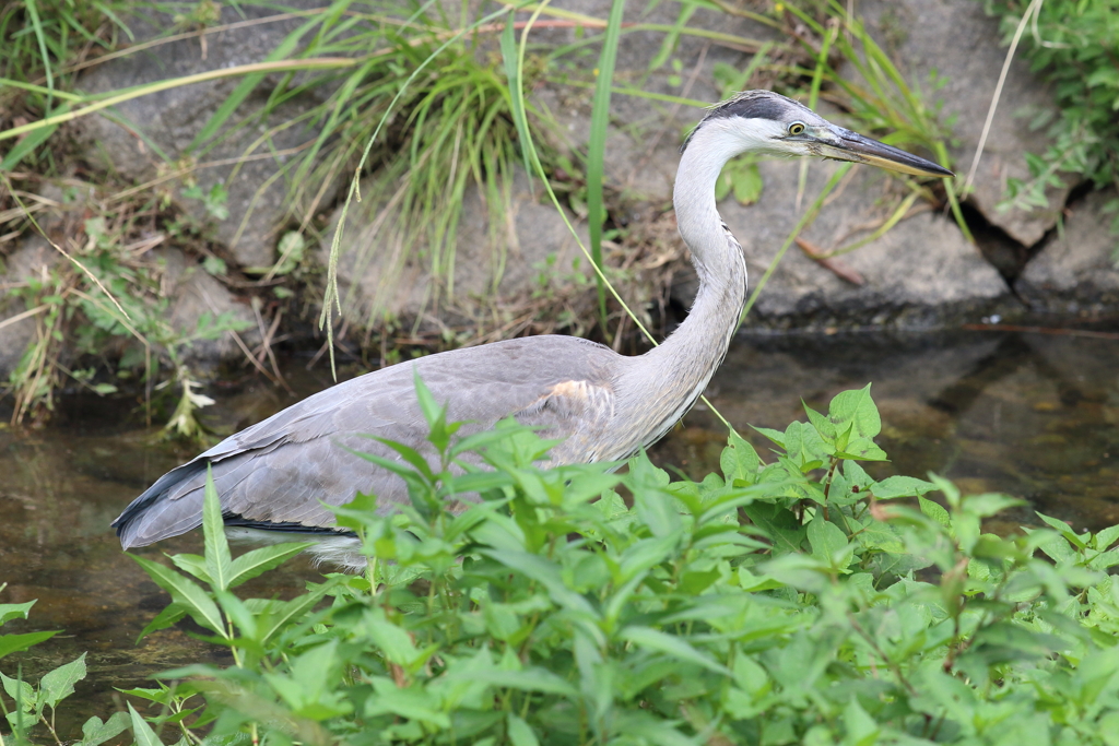 7月18日 夙川河川敷公園 ２