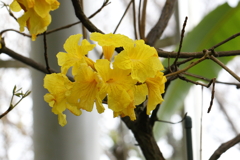 3月20日 布引ハーブ園 51