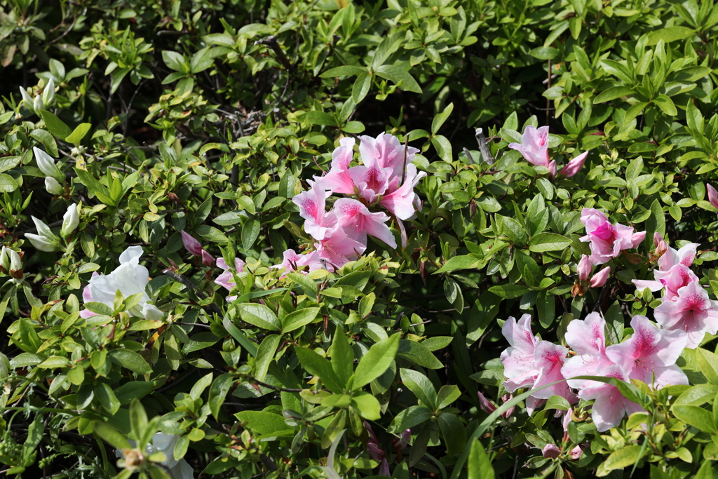 4月2日 夙川 ２