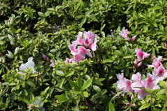 4月2日 夙川 ２