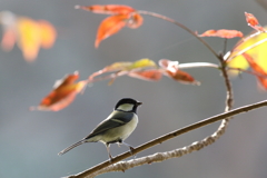 11月21日 明石公園 19