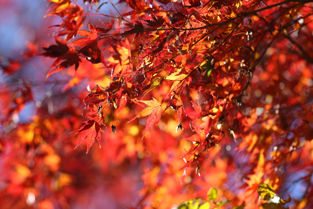 11月28日 明石公園 ５