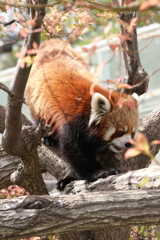 3月26日 王子動物園 ７