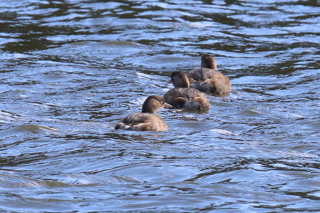 12月18日 明石公園 12