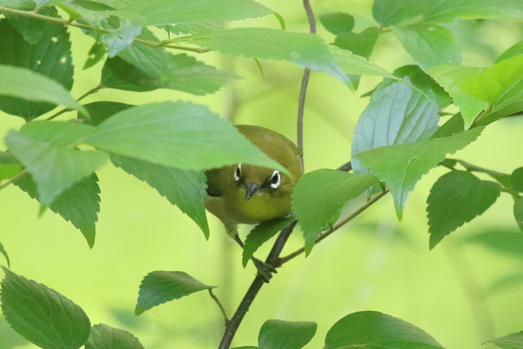 メジロは見た！