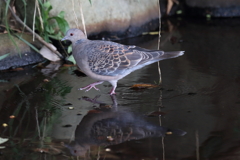 10月30日 明石公園 ５