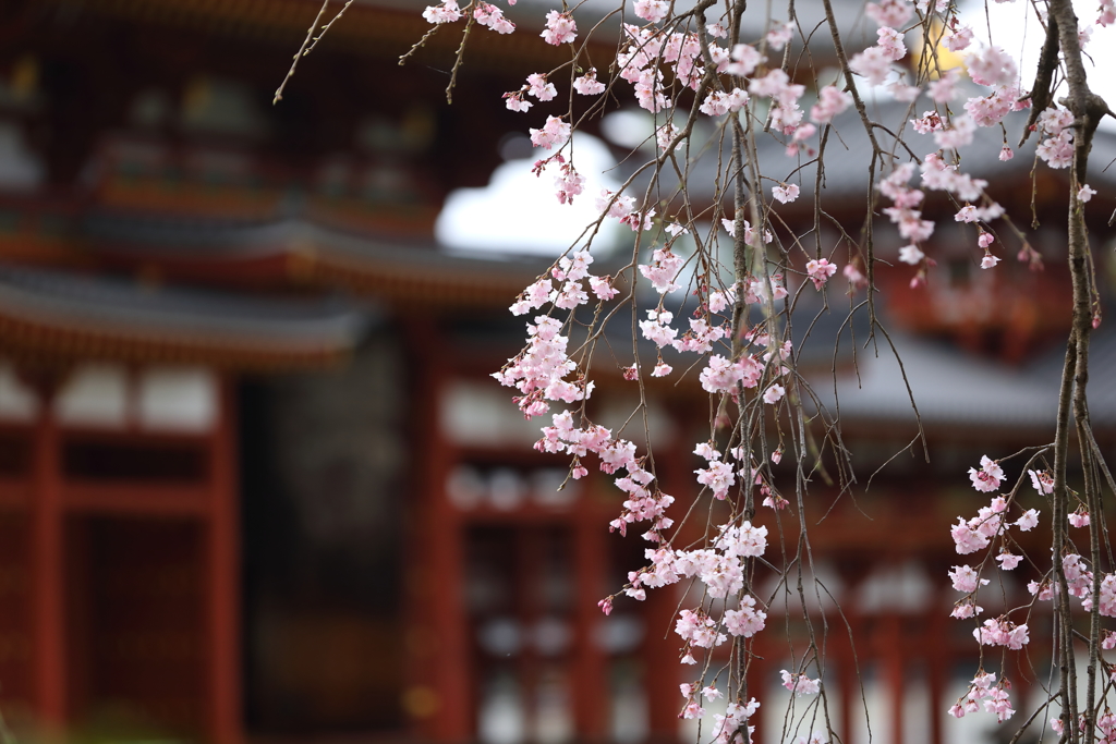 3月28日 京都 12